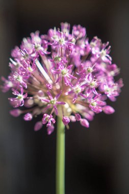 sarımsak Mor çiçek Close-up