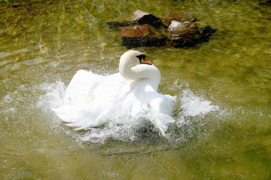 Gölette beyaz kuğu