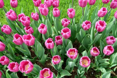 Mor laleler, yeşil çim