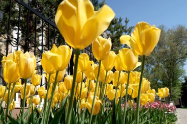 Sarı laleler görünümü alt