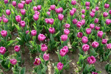 Parlak laleler, bahar manzara