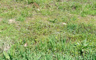 Yeşil çim bitkileri, arka plan