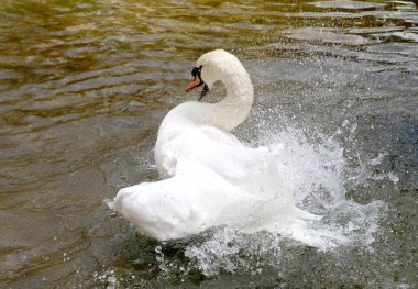 Beyaz Kuğu suya temizlenir