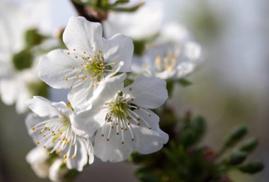 Beyaz çiçekler Apple, yakın çekim