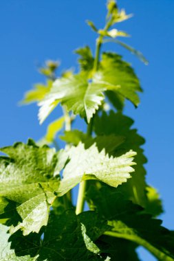 Gökyüzüne karşı yeşil yapraklar
