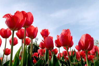 Gökyüzü, Çiçek Lale görüntülemek aşağıdan