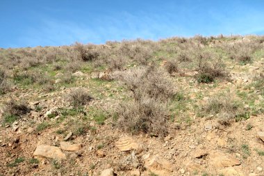 yeşil bozkır tepelerinin doğal görünümü