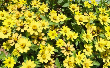 güzel sarı çiçekli arka plan