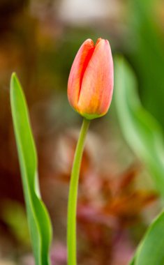 İlkbaharda taze Lale çiçek