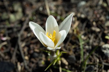 güzel beyaz bahar çiçek, portre