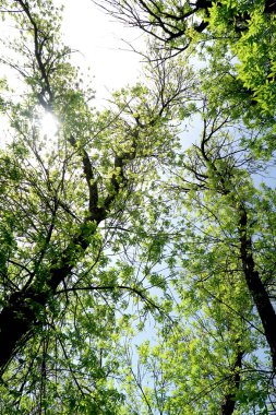 Ağaç bahar dalları aşağıdan gökyüzüne görüntüle