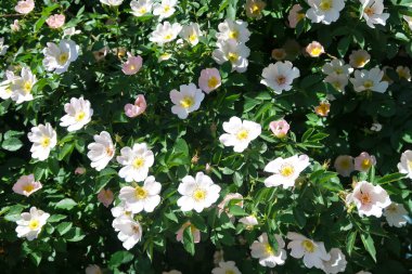 Dogrose bahar peyzaj çiçek