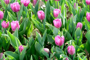 Parlak laleler, bahar manzara