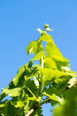 Gökyüzü arka plan üzerinde sulu yeşil yaprakları