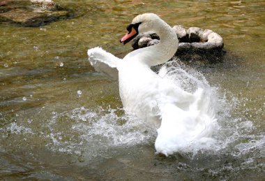 Beyaz Kuğu suya temizlenir
