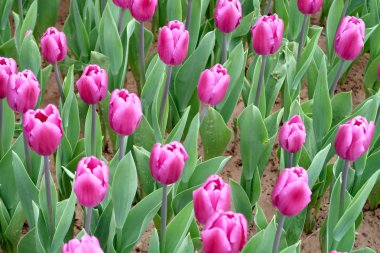 Bahar manzara, Çiçek Lale