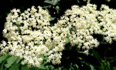 Bir çok küçük beyaz çiçekler