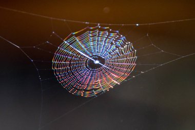 Bulanık arkaplanda örümcek ağı