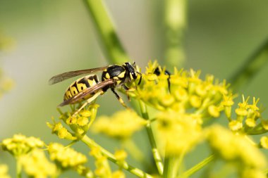 WASP sarı bir çiçek üzerinde Kapat