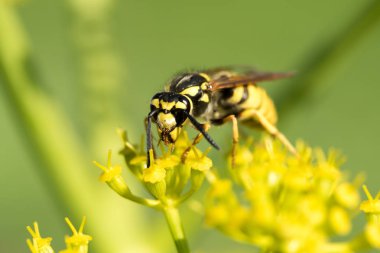 WASP sarı bir çiçek üzerinde Kapat