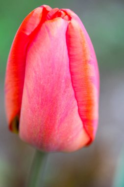 İlkbaharda taze Lale çiçek