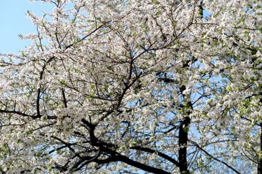 Meyve ağaçları, beyaz çiçek çiçeklenme