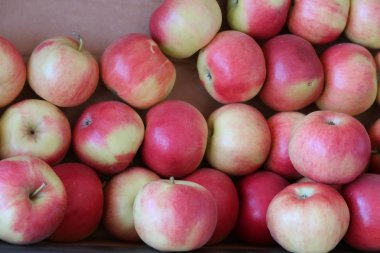 Bir kutu içinde olgun elma