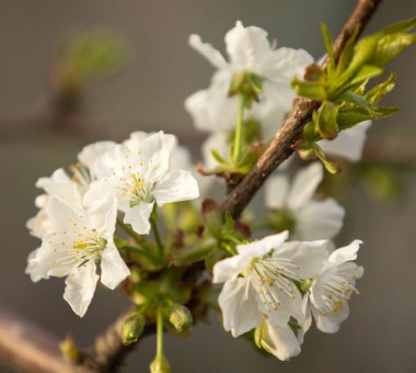 Beyaz çiçekler Apple, yakın çekim