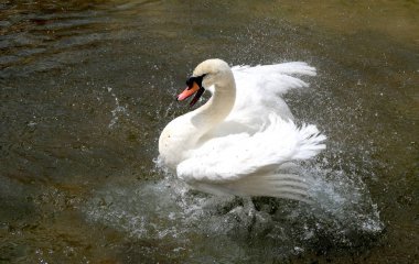 Beyaz Kuğu suya temizlenir