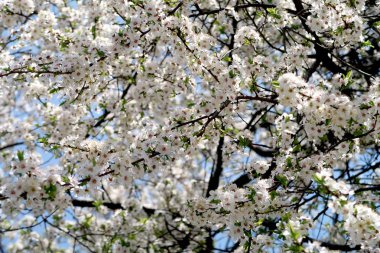 Meyve ağaçları, beyaz çiçek çiçeklenme