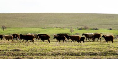 Koyun sürüsü bir yeşil çayır üzerinde