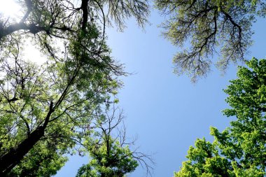 Gökyüzüne aşağıdan görünümünde ağaçlarının dalları