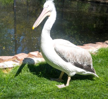 Yeşil çimenlerin üzerinde kuş Pelikan