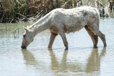 At sürüsü nehrin yanında bir sulama yerde bahar