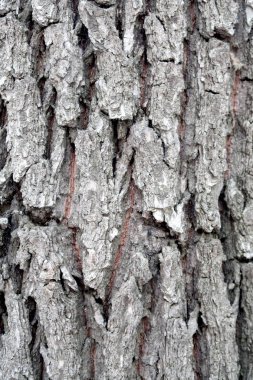 Bir ağaç doku gri Barka