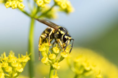 WASP sarı bir çiçek üzerinde Kapat