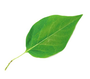 Beyaz arkaplanda yeşil yaprak izole edildi