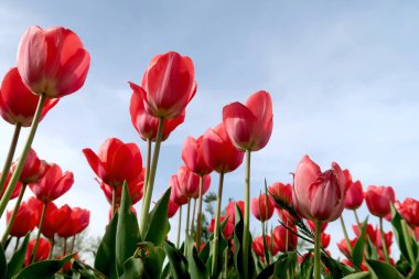 Gökyüzü, Çiçek Lale görüntülemek aşağıdan