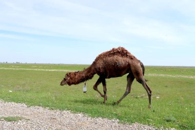 Dromedar bahar peyzaj