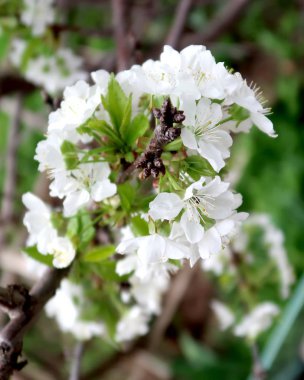 Çiçekli elma ağaçlarının manzara bahar