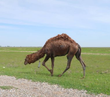 Dromedar bahar peyzaj üzerinde