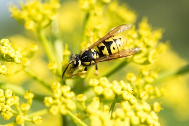 WASP sarı bir çiçek üzerinde Kapat