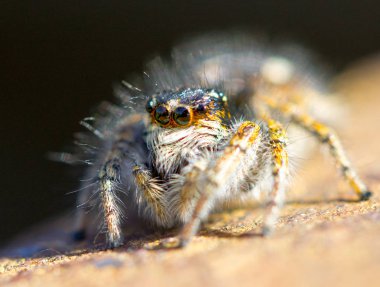 Örümcek yakın kadar makro yaban hayatı