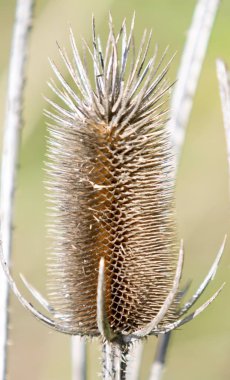 Doğada kuru dikenli ot