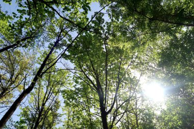 Gökyüzüne aşağıdan görünümünde ağaçlarının dalları
