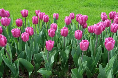 Mor laleler, yeşil çim