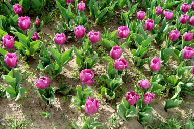 Parlak laleler, bahar manzara