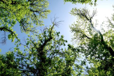 Gökyüzüne aşağıdan görünümünde ağaçlarının dalları