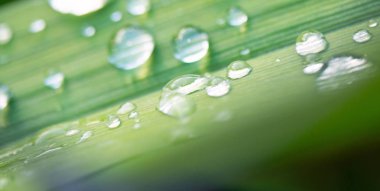 Yeşil çimenlerin üzerinde çiy damla