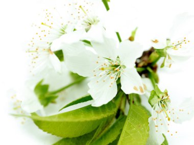 Beyaz arka plan üzerinde izole elma ağacının çiçekleri